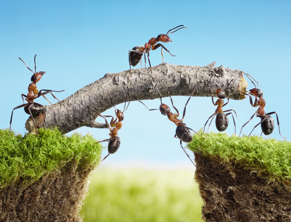 Ants and SUCCESS